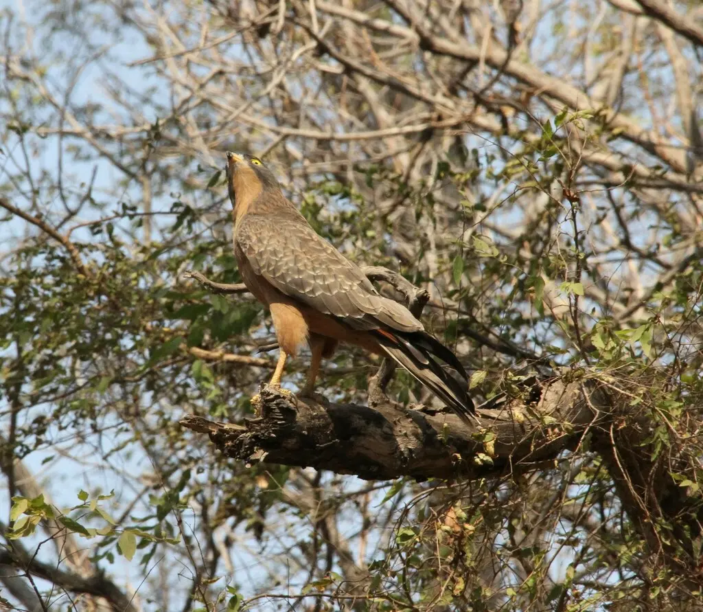 蝗鵟鹰(Butastur rufipennis)