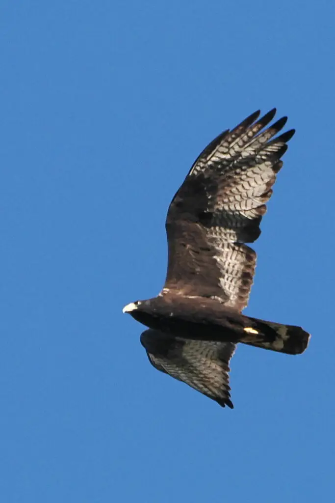 斑尾鵟(Buteo albonotatus)