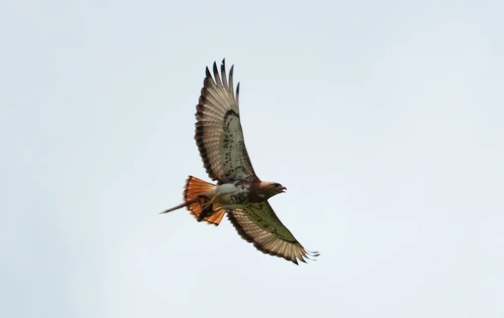 赤颈鵟(Buteo auguralis)