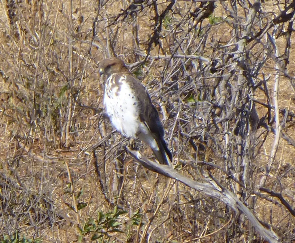 赤颈鵟(Buteo auguralis)