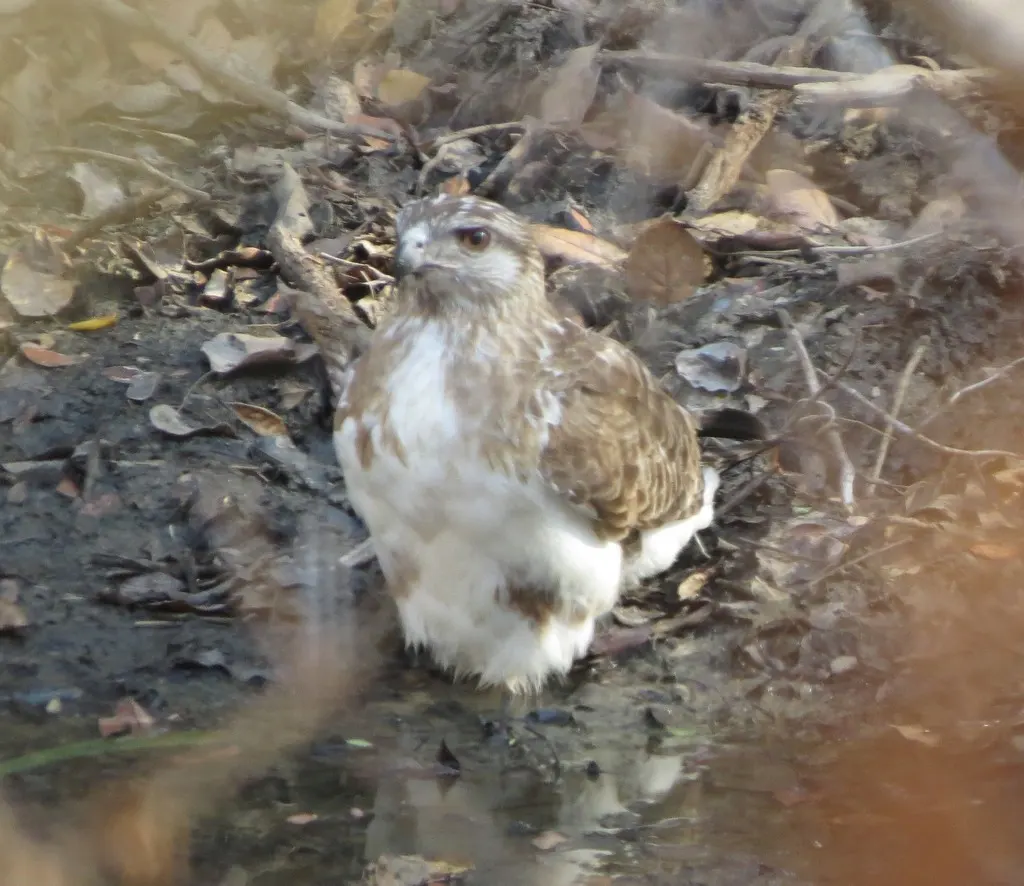 马岛鵟(Buteo brachypterus)