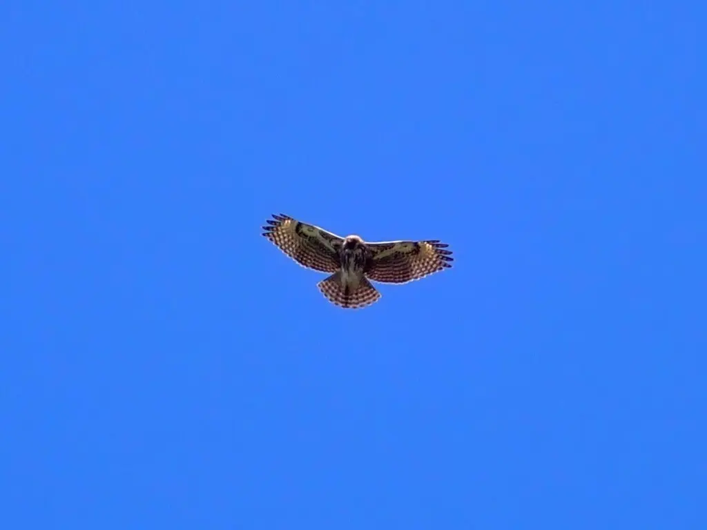 马岛鵟(Buteo brachypterus)