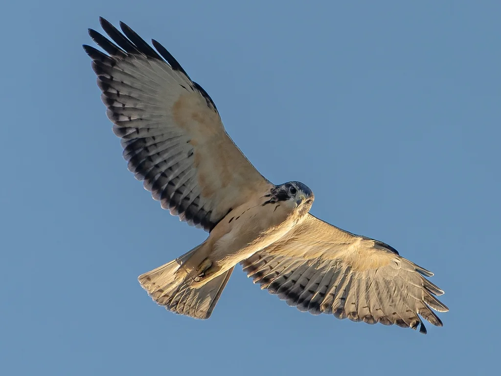 短尾鵟(Buteo brachyurus)