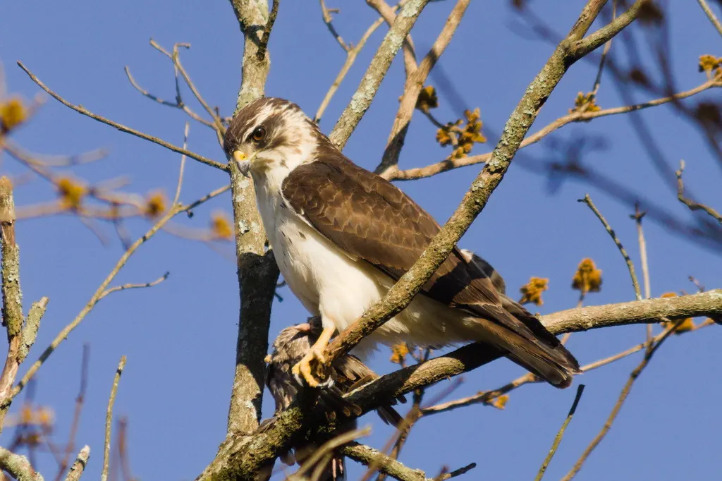 短尾鵟(Buteo brachyurus)