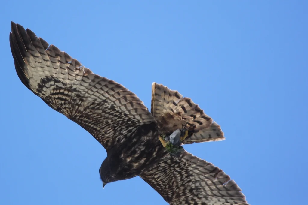 短尾鵟(Buteo brachyurus)