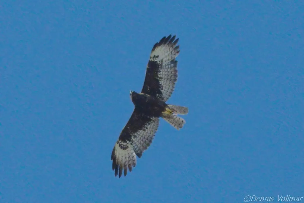 短尾鵟(Buteo brachyurus)