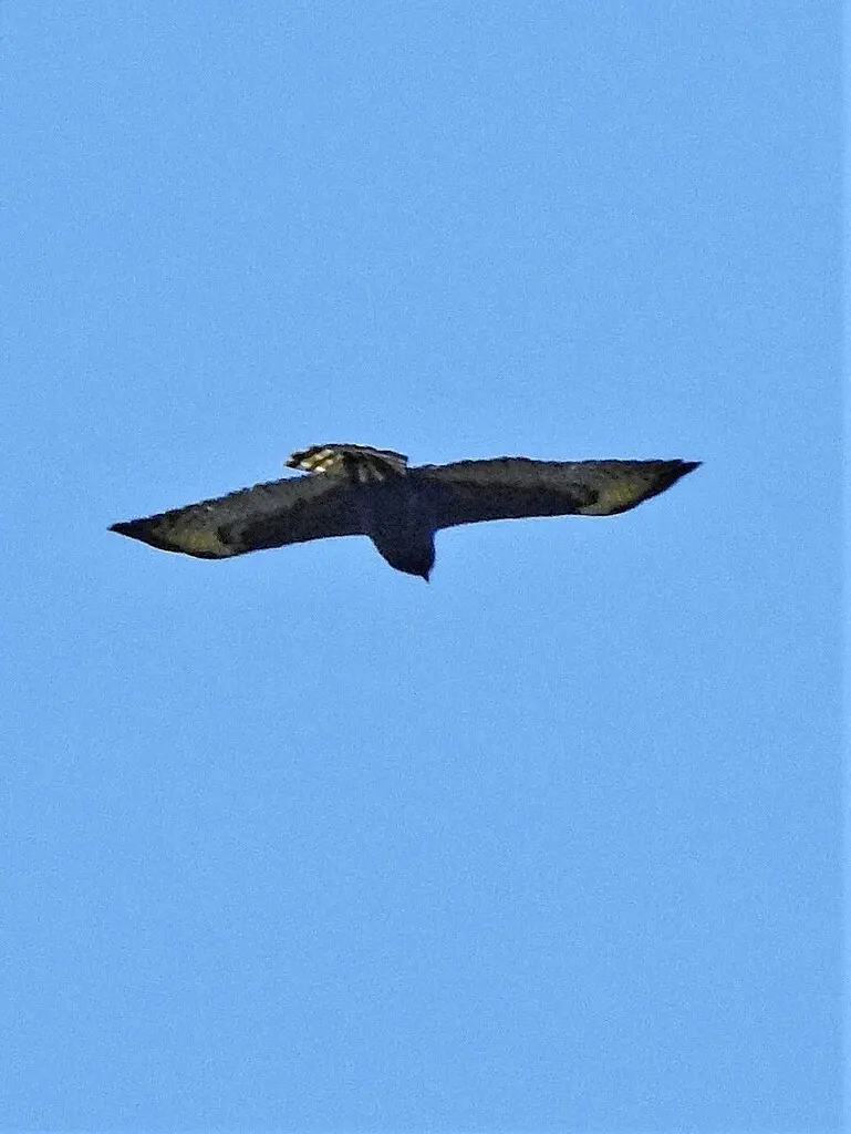 短尾鵟(Buteo brachyurus)