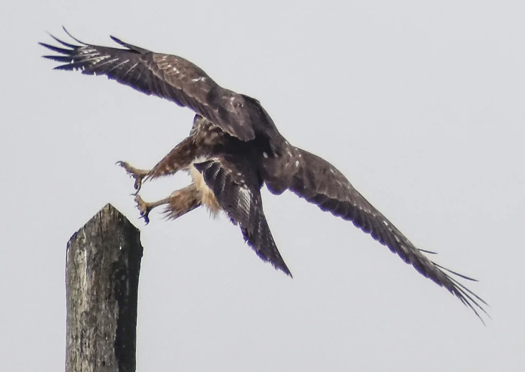 欧亚鵟(Buteo buteo)