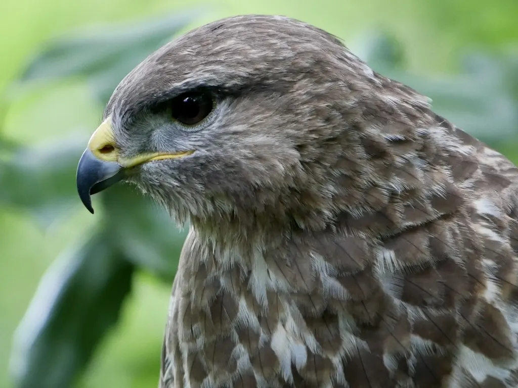 欧亚鵟(Buteo buteo)