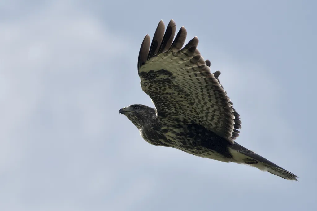 欧亚鵟(Buteo buteo)