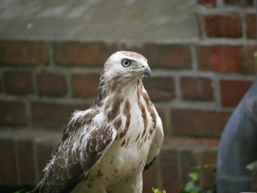 欧亚鵟(Buteo buteo)
