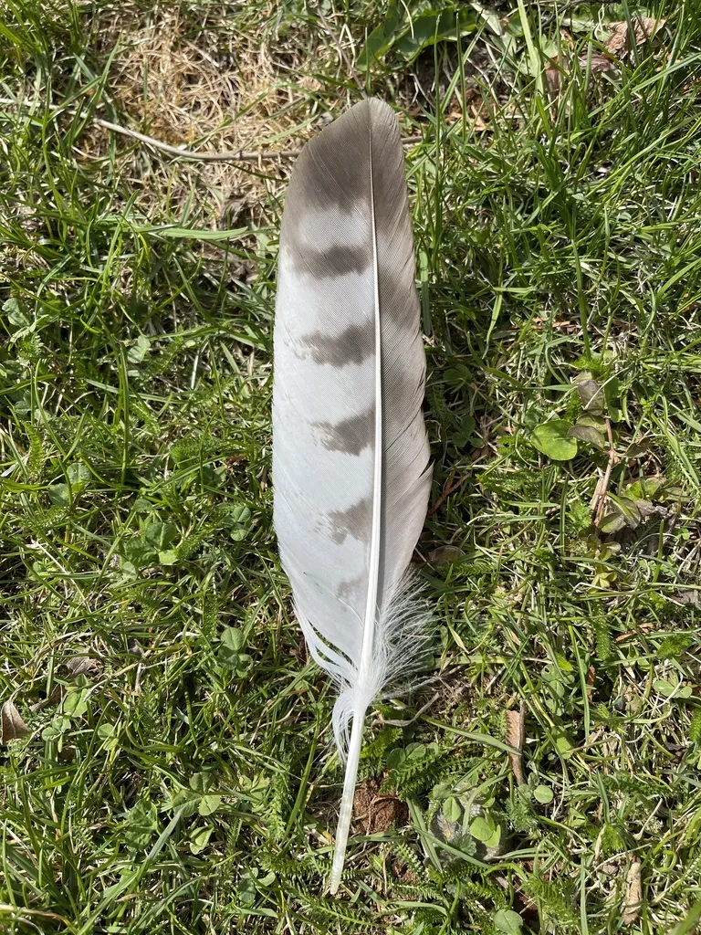 欧亚鵟(Buteo buteo)