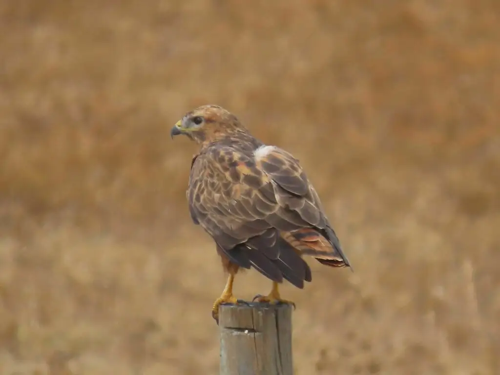 欧亚鵟(Buteo buteo)