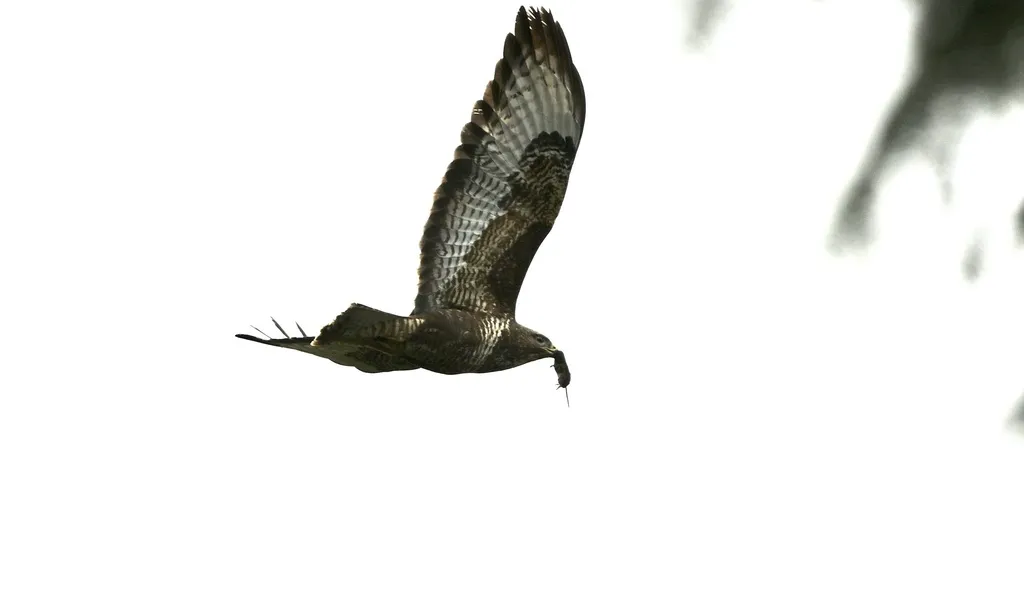 欧亚鵟(Buteo buteo)