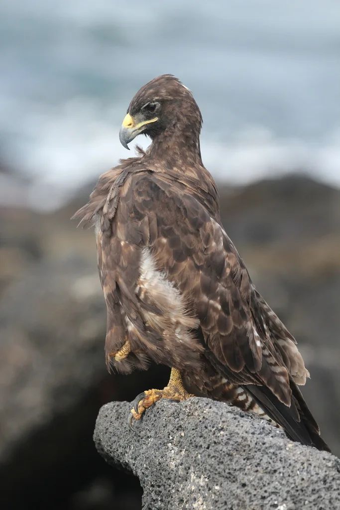 加岛鵟（Buteo galapagoensis）