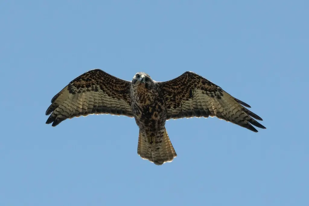加岛鵟（Buteo galapagoensis）