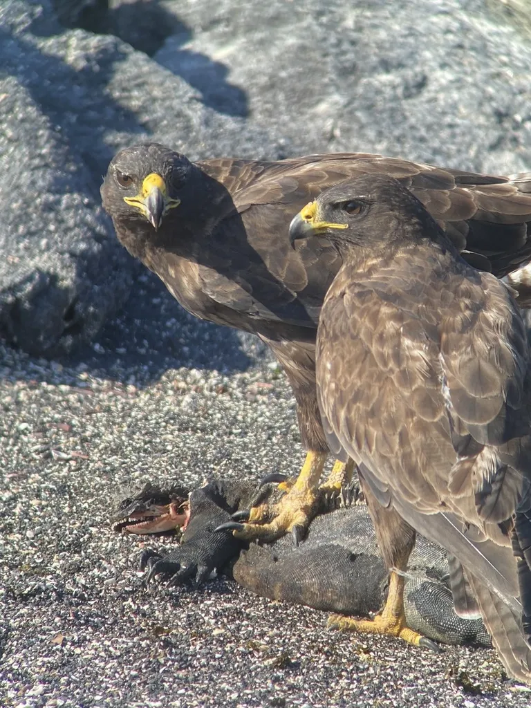 加岛鵟（Buteo galapagoensis）