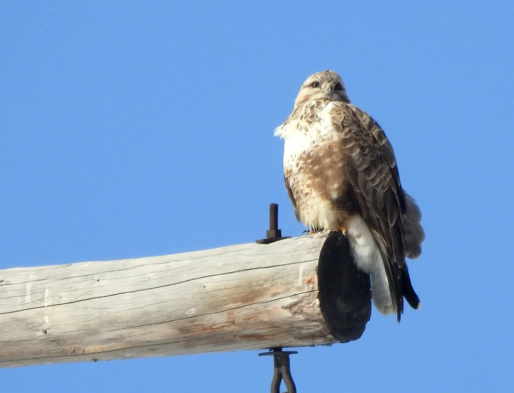 大鵟（Buteo hemilasius）