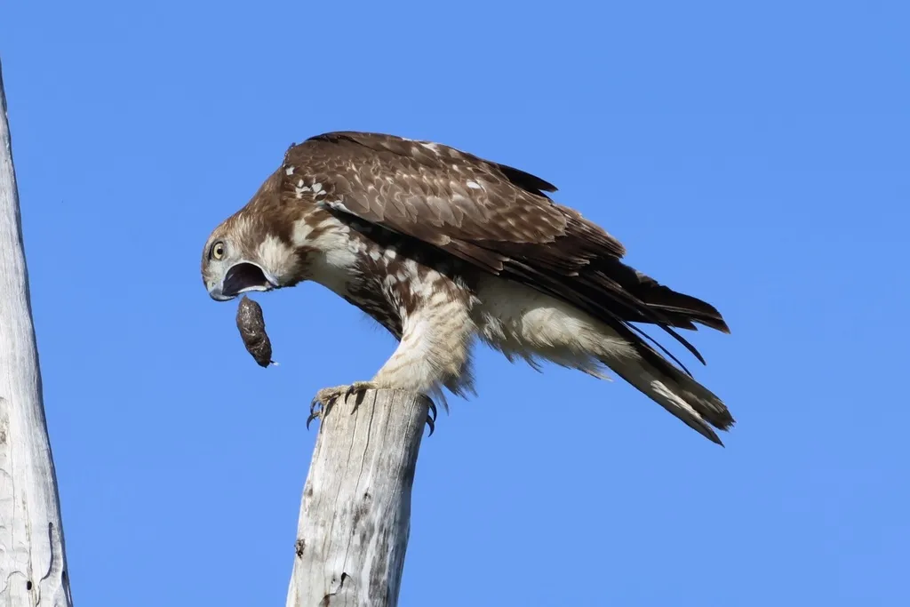 红尾鵟（Buteo jamaicensis）