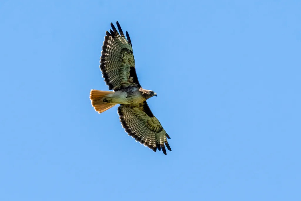 红尾鵟（Buteo jamaicensis）