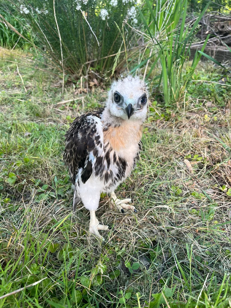 红尾鵟（Buteo jamaicensis）