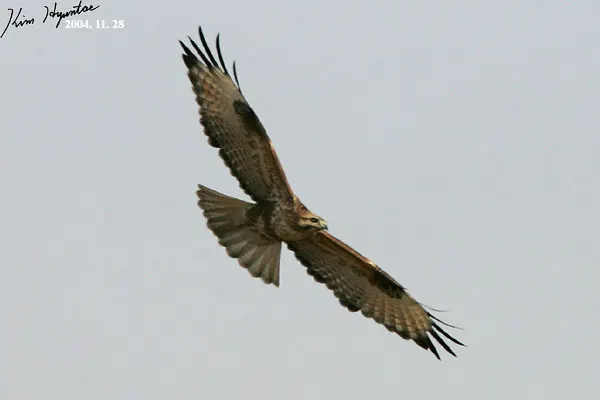 普通鵟(Buteo japonicus)
