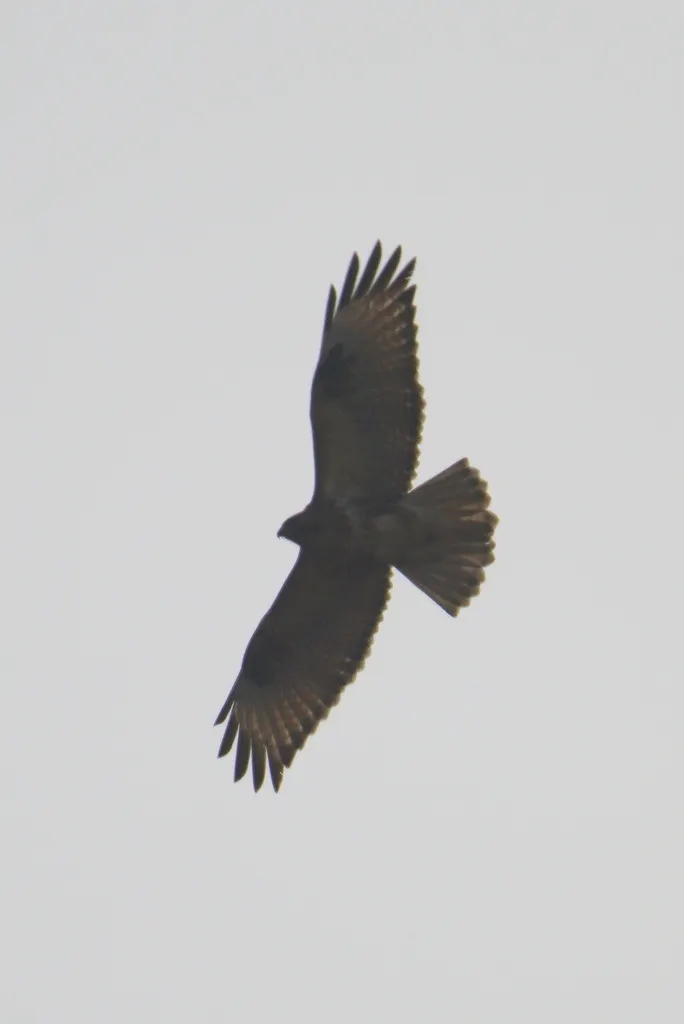 普通鵟(Buteo japonicus)
