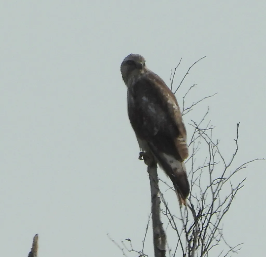 普通鵟(Buteo japonicus)