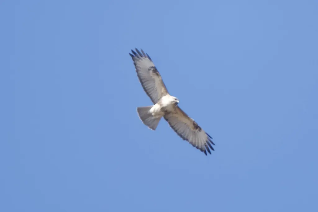 普通鵟(Buteo japonicus)