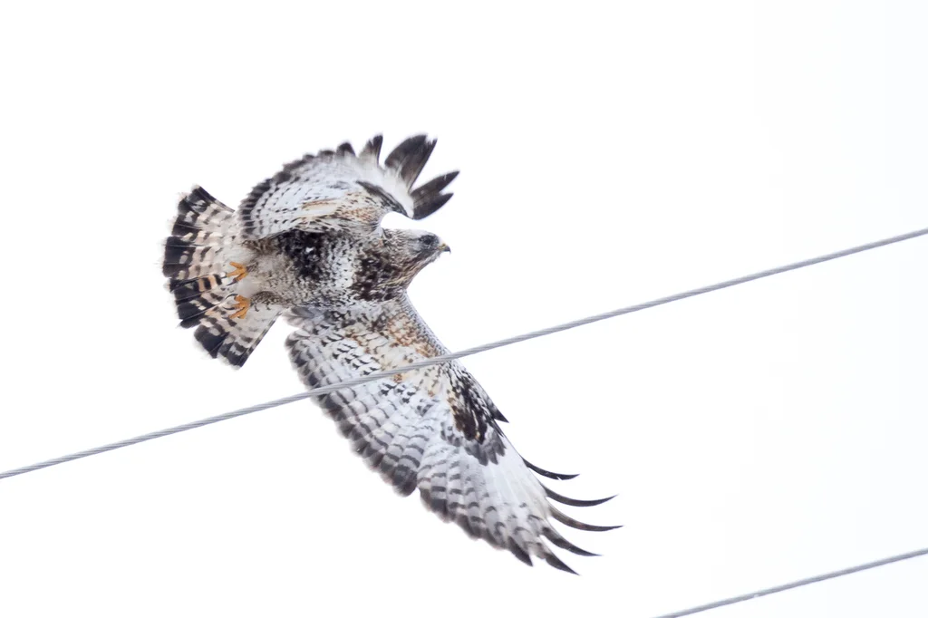 毛脚鵟(Buteo lagopus)