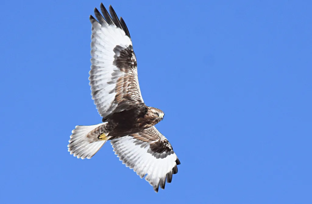 毛脚鵟(Buteo lagopus)
