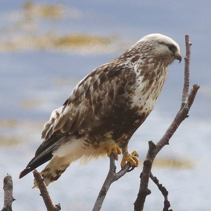 毛脚鵟(Buteo lagopus)
