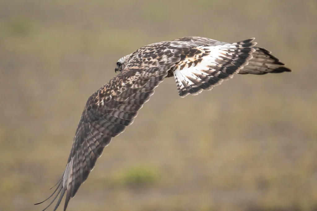 毛脚鵟(Buteo lagopus)