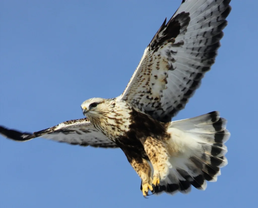 毛脚鵟(Buteo lagopus)