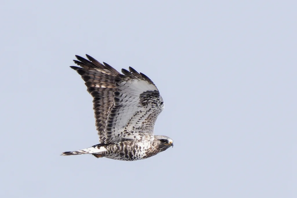 毛脚鵟(Buteo lagopus)