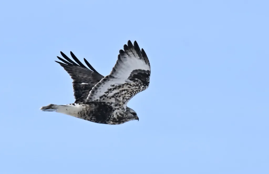 毛脚鵟(Buteo lagopus)