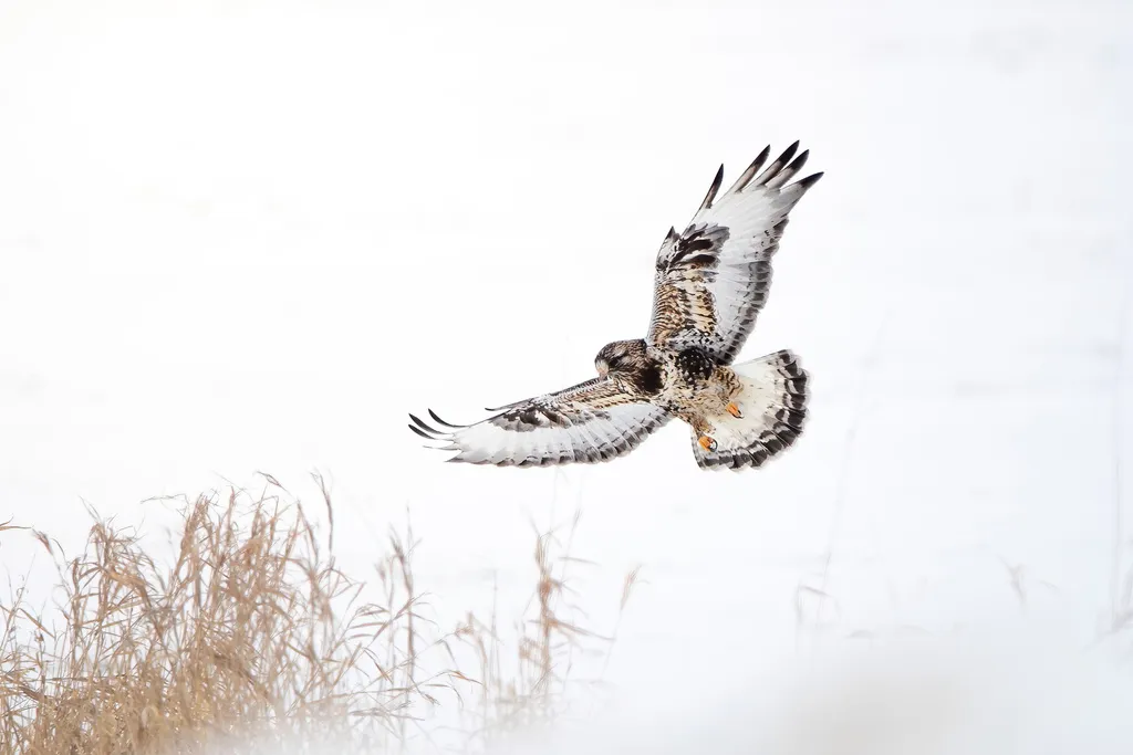 毛脚鵟(Buteo lagopus)