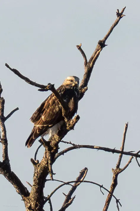 毛脚鵟(Buteo lagopus)
