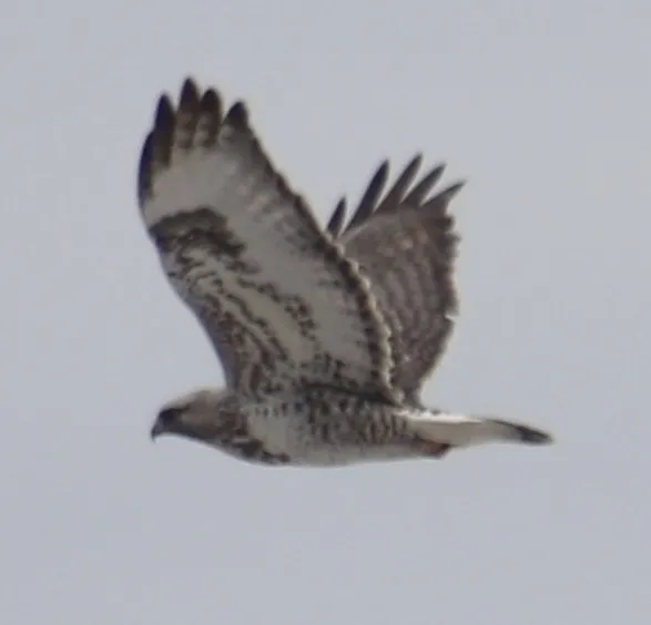 毛脚鵟(Buteo lagopus)