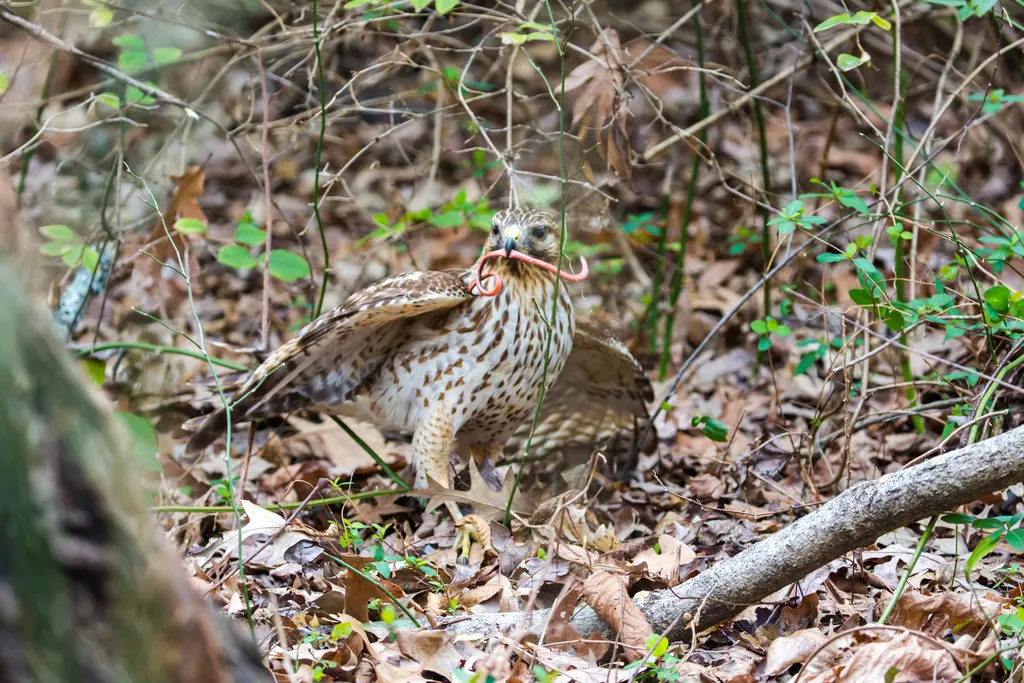 赤肩鵟(Buteo lineatus)