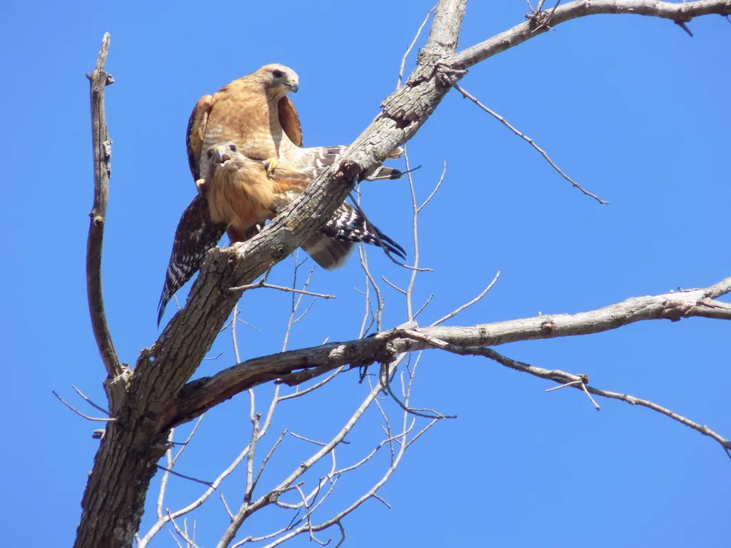 赤肩鵟(Buteo lineatus)