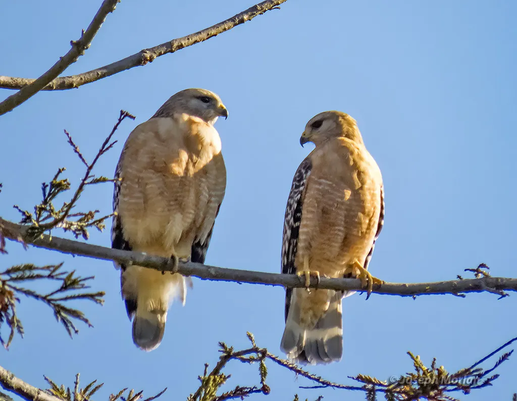 赤肩鵟(Buteo lineatus)