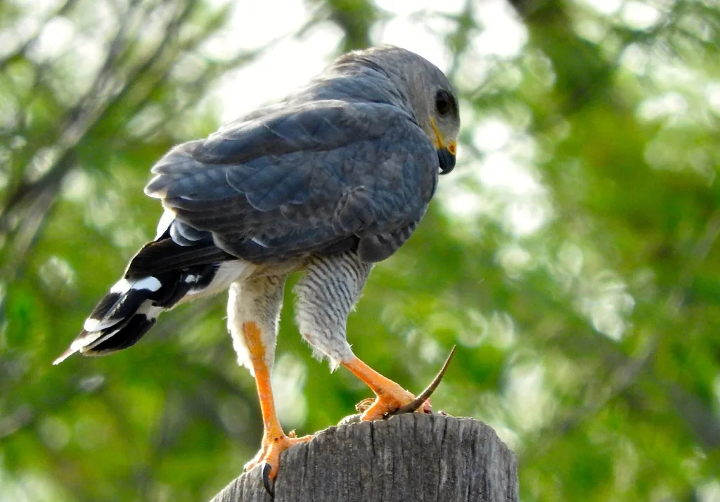 灰鵟(Buteo plagiatus)
