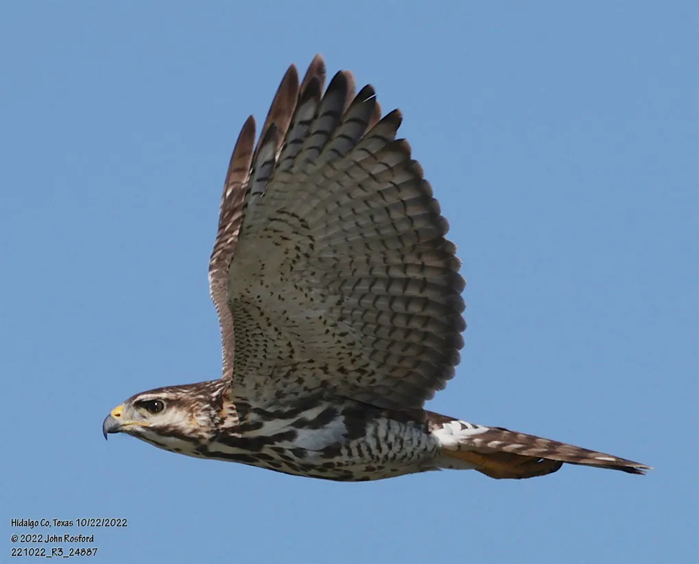 灰鵟(Buteo plagiatus)