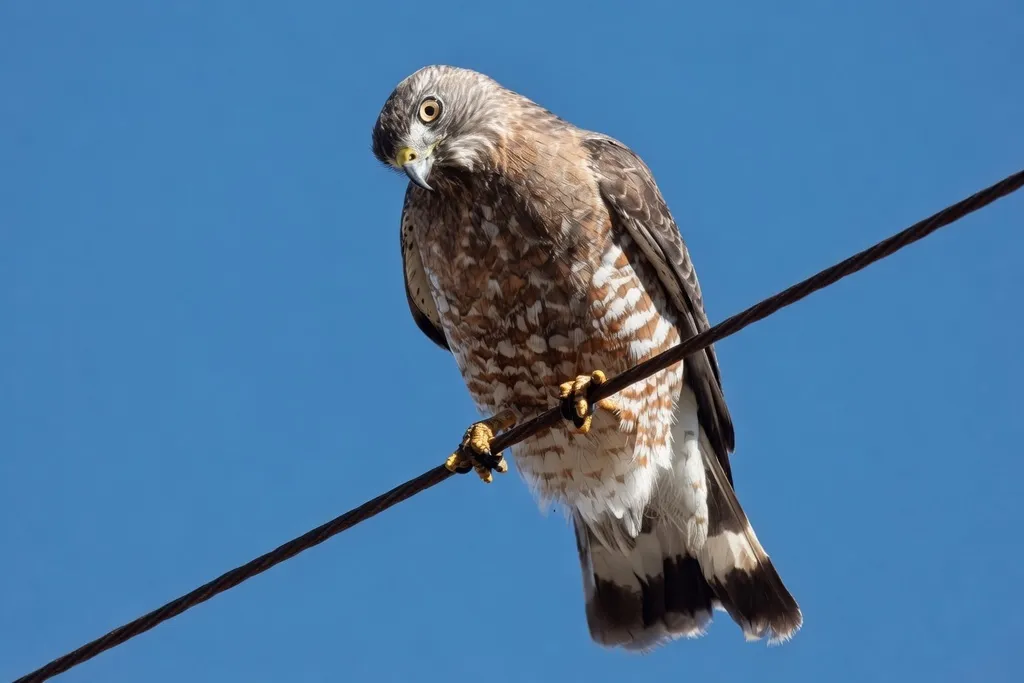 巨翅鵟(Buteo platypterus)