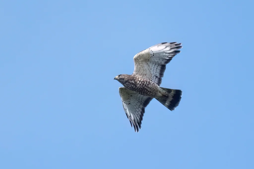 巨翅鵟(Buteo platypterus)
