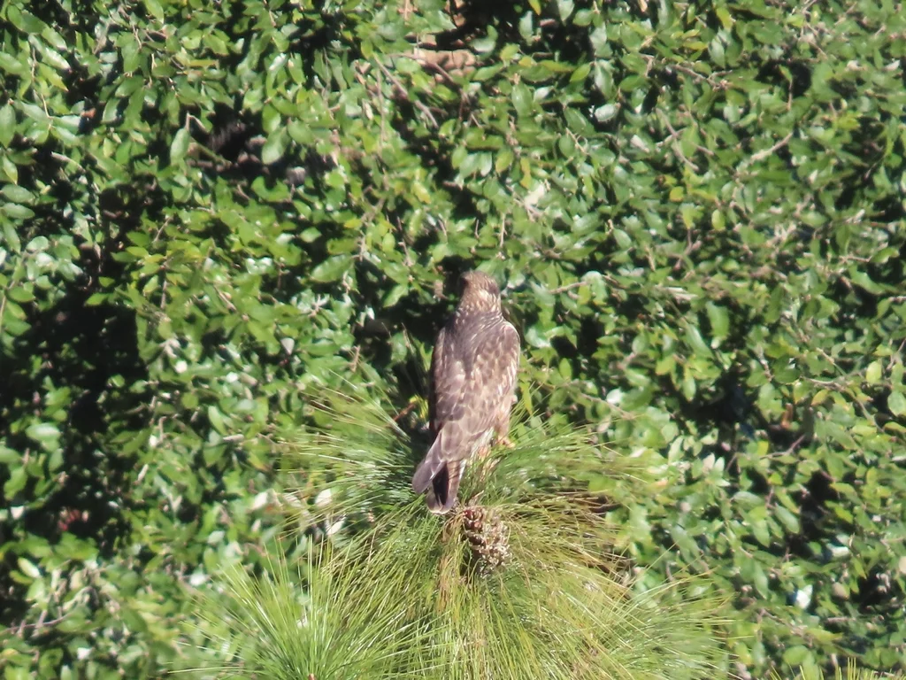 喜山鵟(Buteo refectus)