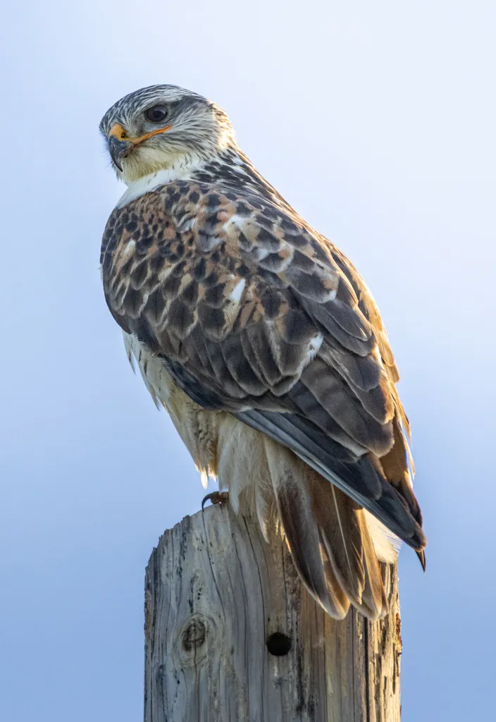 锈色鵟(Buteo regalis)