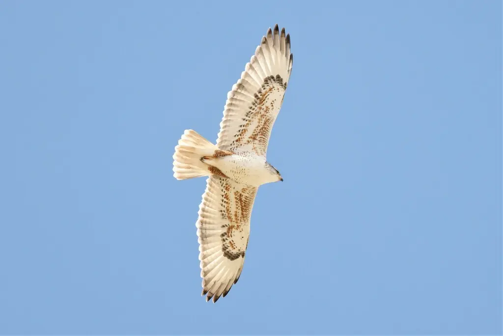 锈色鵟(Buteo regalis)