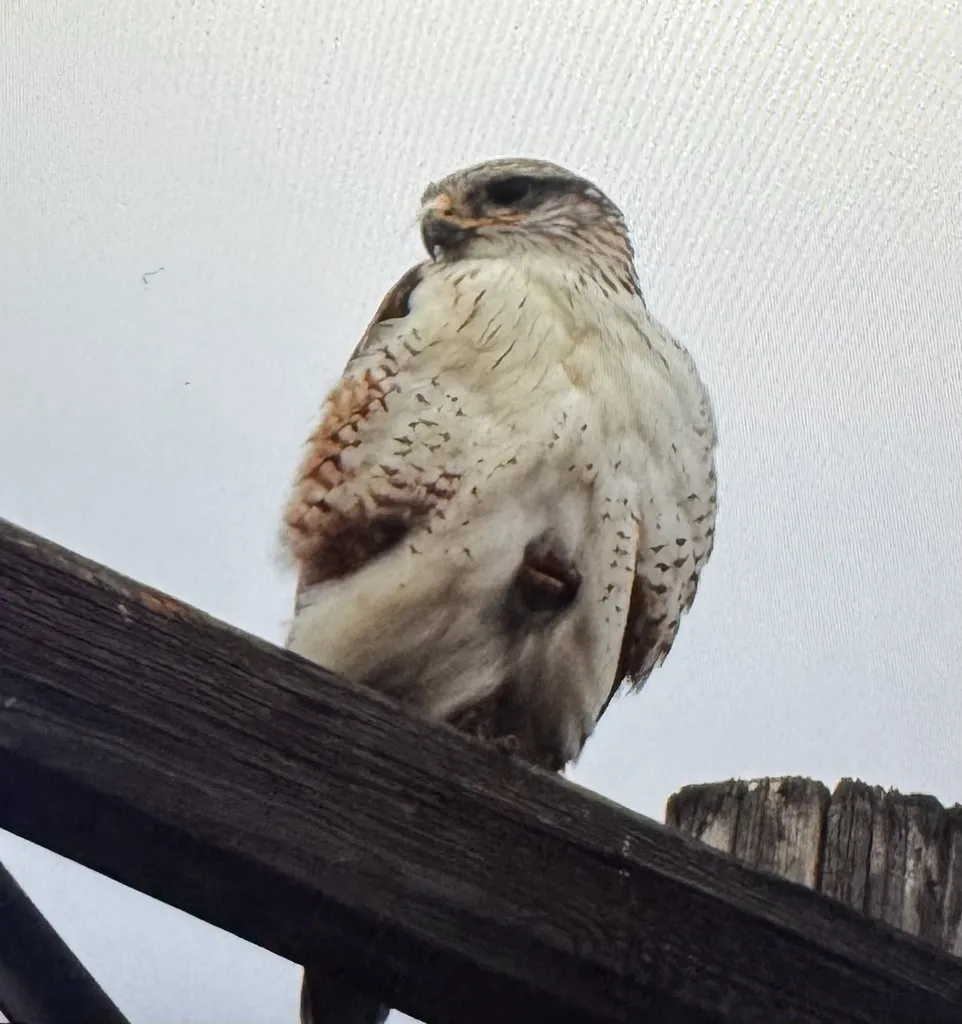 锈色鵟(Buteo regalis)